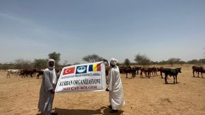 afrika kurban