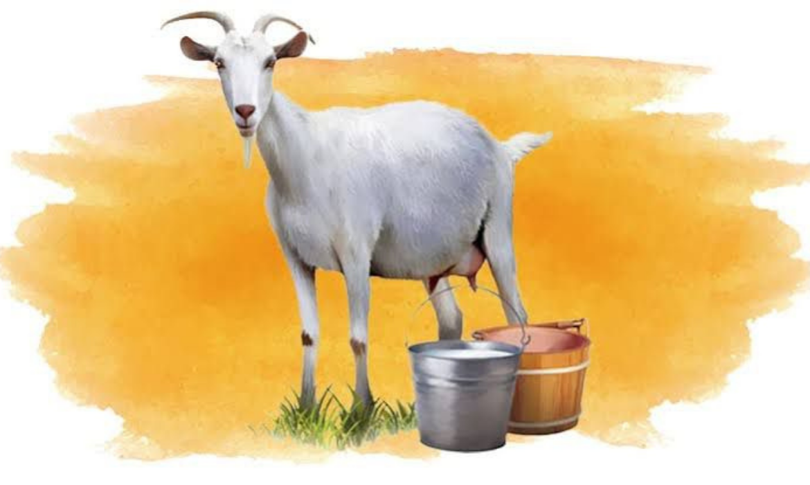 Afrika Süt Keçisi Yardımı Nedir? Nasıl Yapılır?